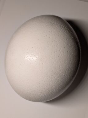 OSTRICH EGG